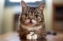 Internet Cat Video Film Festival