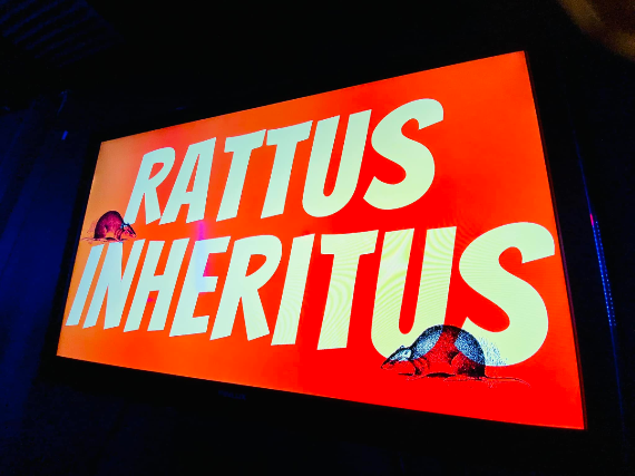 Rattus Inheritus bring you the music of The Stranglers