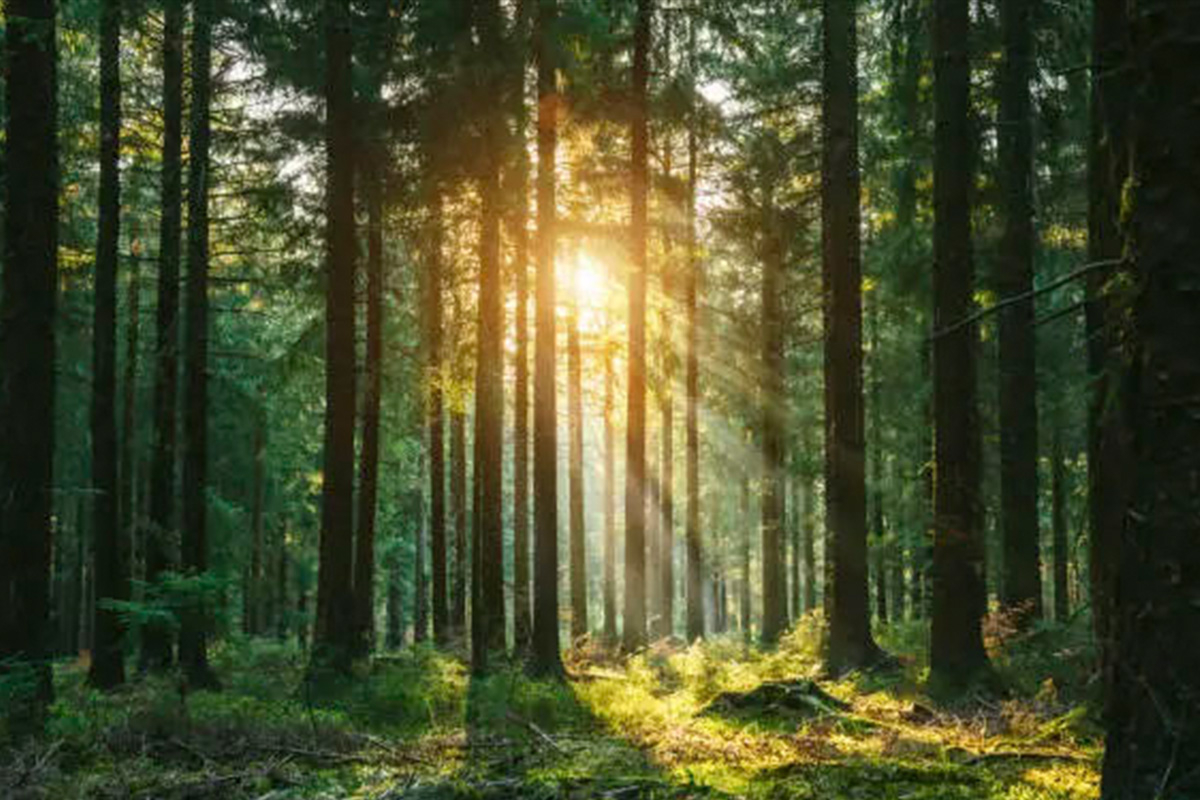 Twilight Drag Brunch